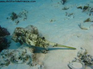 Scuba diving in Bora Bora