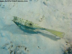 Scuba diving in Bora Bora
