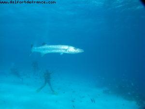 Scuba diving in Bora Bora