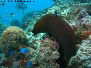 Scuba diving in Bora Bora