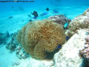 Scuba diving in Bora Bora