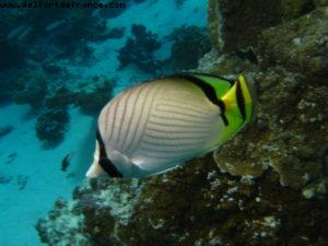 Scuba diving in Bora Bora