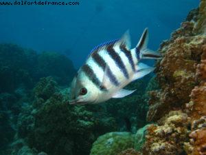 Scuba diving in Bora Bora