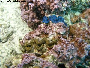 Scuba diving in Bora Bora