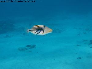 Scuba diving in Bora Bora