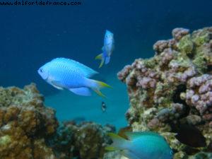 Scuba diving in Bora Bora