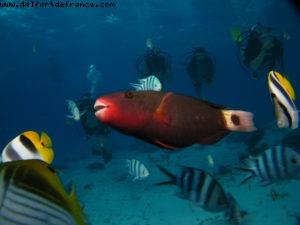 Scuba diving in Bora Bora