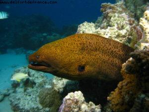 Scuba diving in Bora Bora