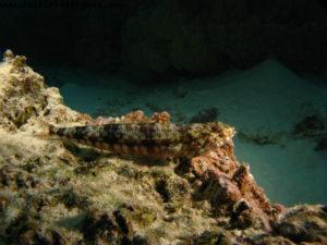 Scuba diving in Bora Bora