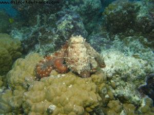 Scuba diving in Bora Bora