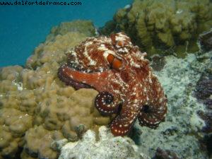 Scuba diving in Bora Bora