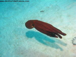 Scuba diving in Bora Bora