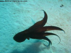 Scuba diving in Bora Bora