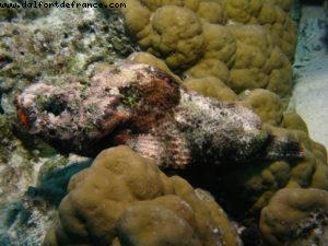 Scuba diving in Bora Bora