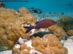 Scuba diving in Bora Bora