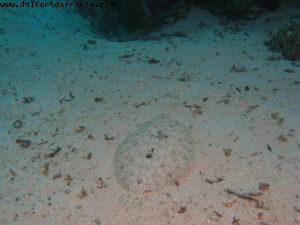 Scuba diving in Bora Bora