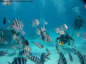 Scuba diving in Bora Bora