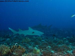 Scuba diving surrounded by sharks in Moorea