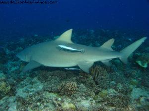 Scuba diving surrounded by sharks in Moorea