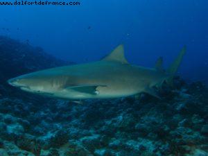 Scuba diving surrounded by sharks in Moorea