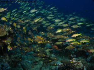 Scuba diving surrounded by sharks in Moorea