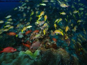 Scuba diving surrounded by sharks in Moorea