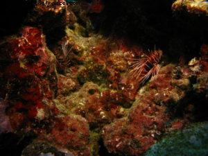 Scuba diving surrounded by sharks in Moorea