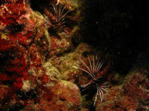 Scuba diving surrounded by sharks in Moorea