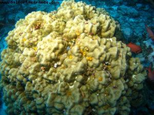 Scuba diving surrounded by sharks in Moorea