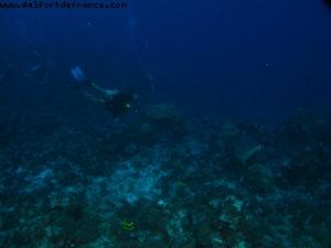 Scuba diving surrounded by sharks in Moorea