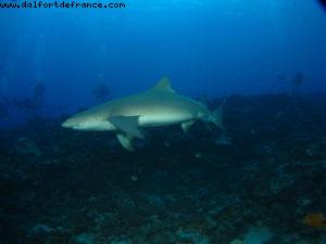 Scuba diving surrounded by sharks in Moorea