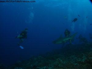 Scuba diving surrounded by sharks in Moorea