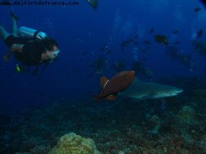Scuba diving surrounded by sharks in Moorea