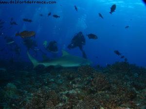 Scuba diving surrounded by sharks in Moorea
