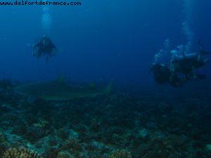 Scuba diving surrounded by sharks in Moorea