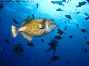 Scuba diving surrounded by sharks in Moorea