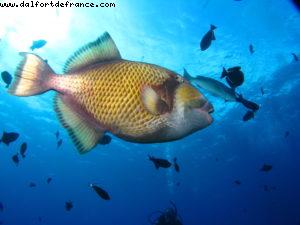 Scuba diving surrounded by sharks in Moorea