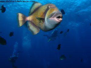 Scuba diving surrounded by sharks in Moorea