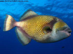 Scuba diving surrounded by sharks in Moorea