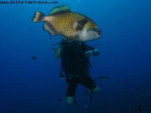 Scuba diving surrounded by sharks in Moorea