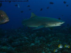 Scuba diving surrounded by sharks in Moorea