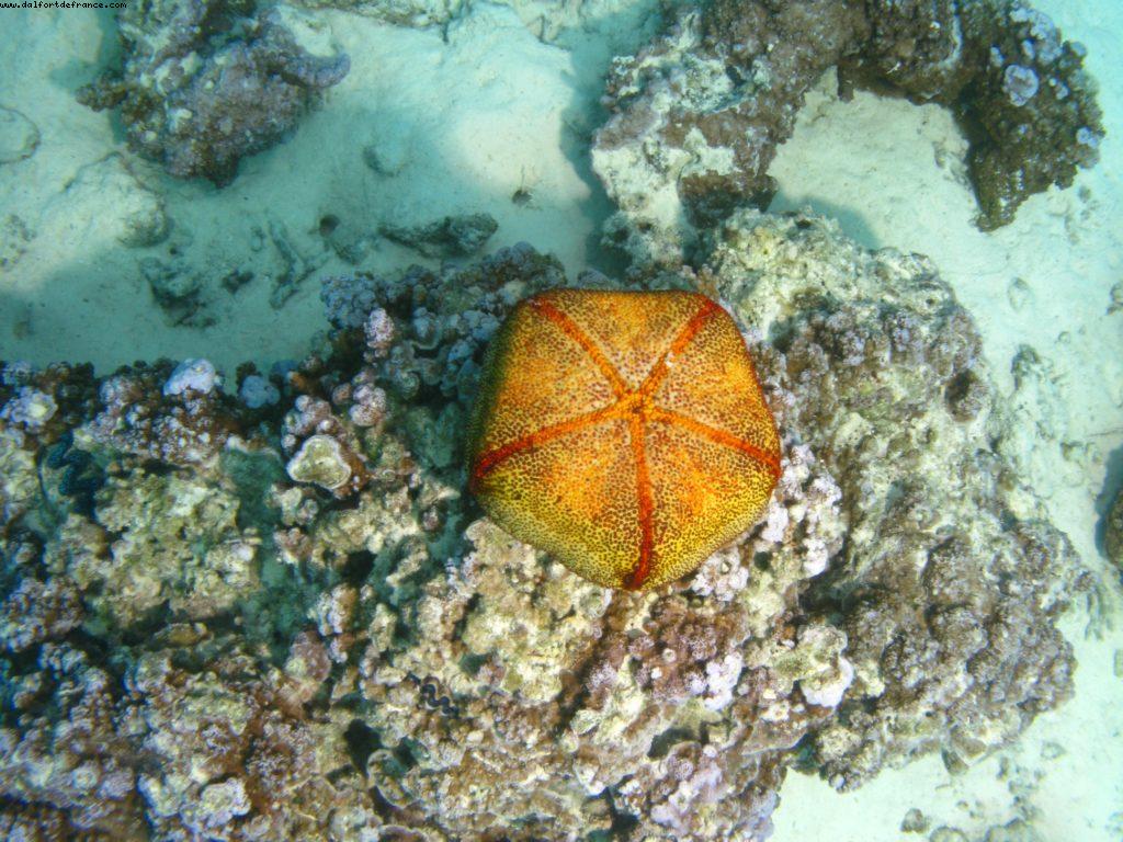Scuba diving surrounded by sharks in Moorea