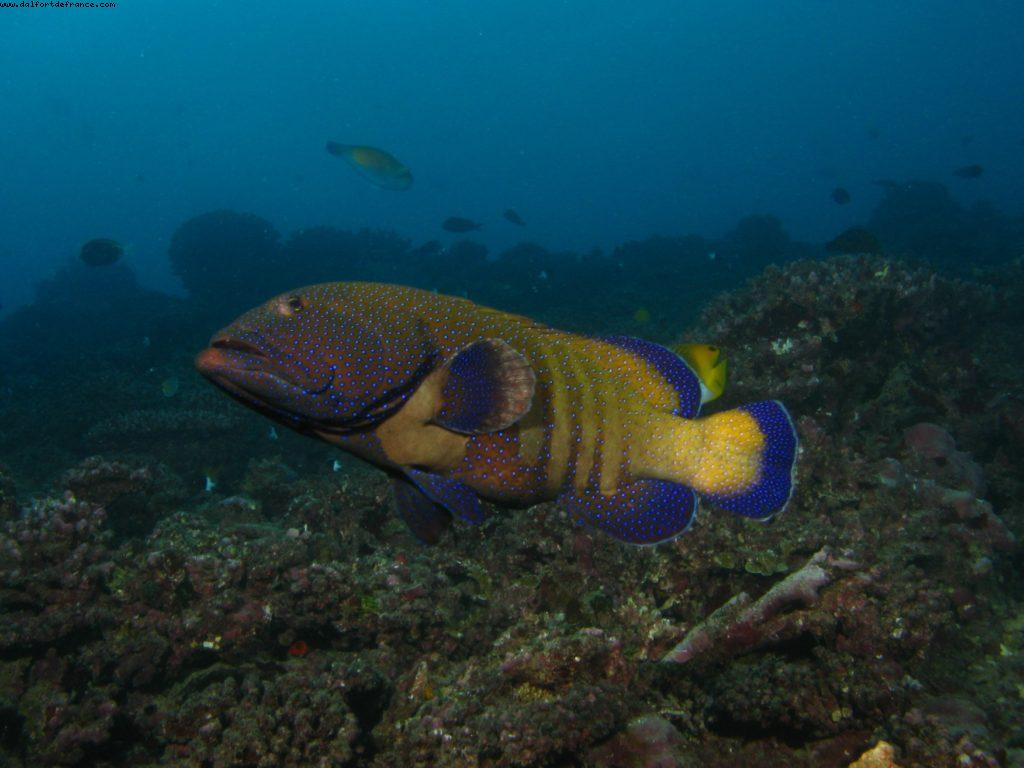 Scuba diving surrounded by sharks in Moorea