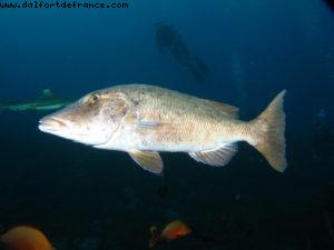 Scuba diving surrounded by sharks in Moorea