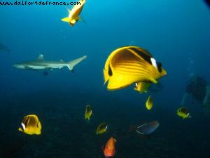 Scuba diving surrounded by sharks in Moorea