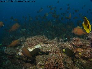 Scuba diving surrounded by sharks in Moorea