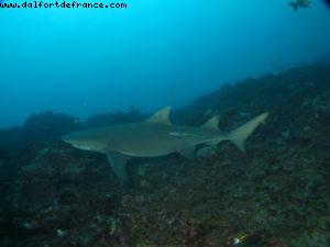 Scuba diving surrounded by sharks in Moorea