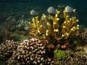 Scuba diving surrounded by sharks in Moorea