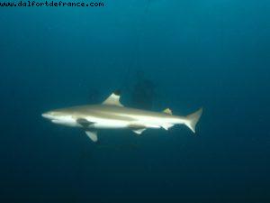 Scuba diving surrounded by sharks in Moorea