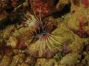 Scuba diving surrounded by sharks in Moorea